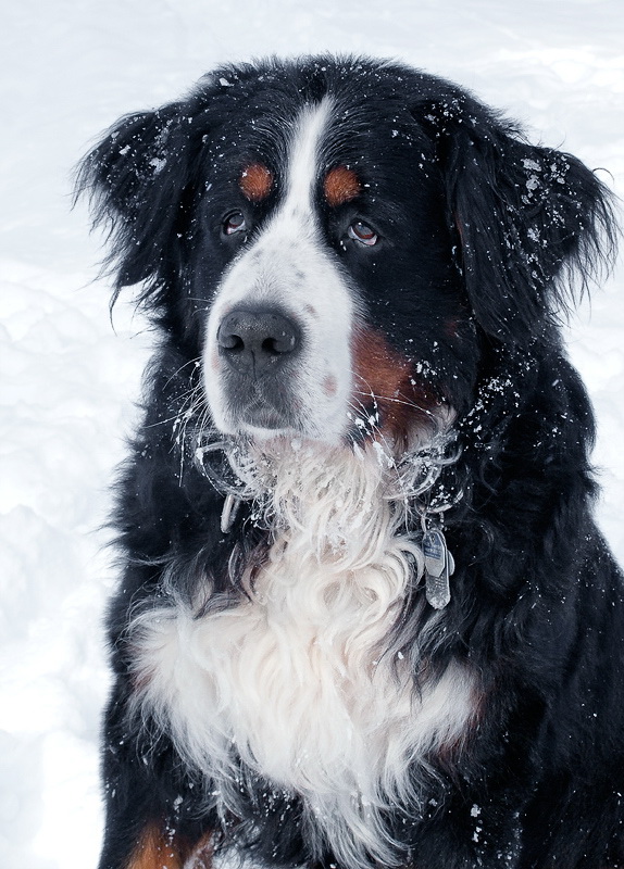 24 Anton-Winter-IMG_5938.jpg - Mein Bernersennen Hund Anton